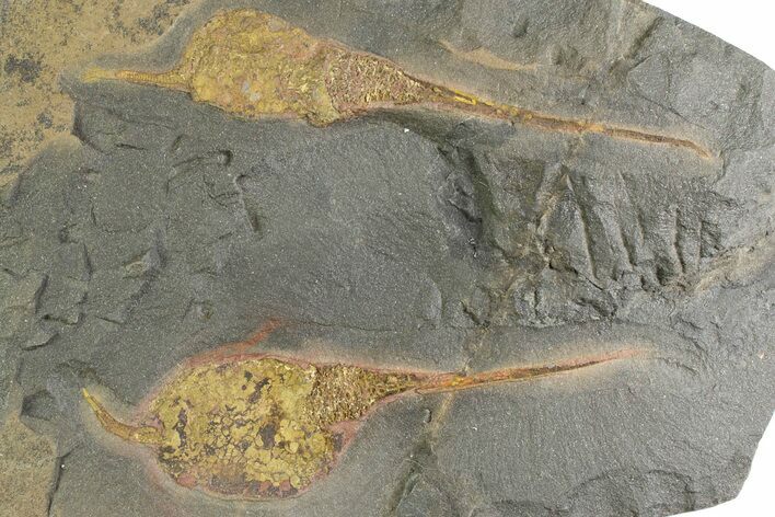 Two Large Ordovician Carpoid Fossils - Ktaoua Formation, Morocco #312757